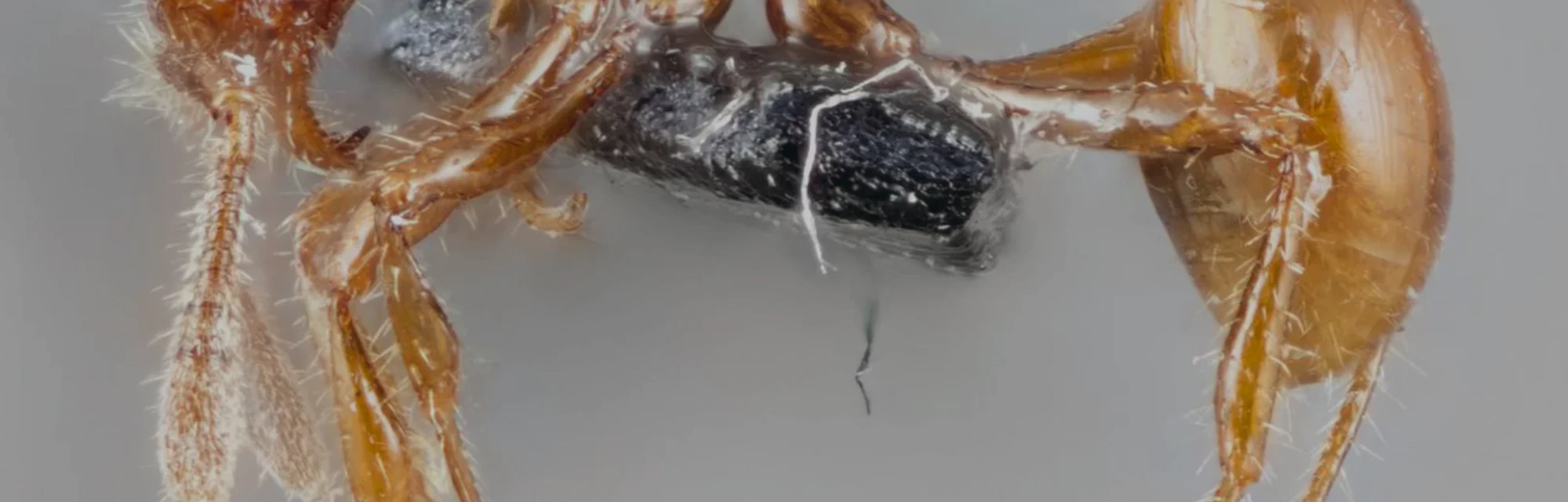 Humans Just Got the First Glimpse of a Live T. Rex Ant
