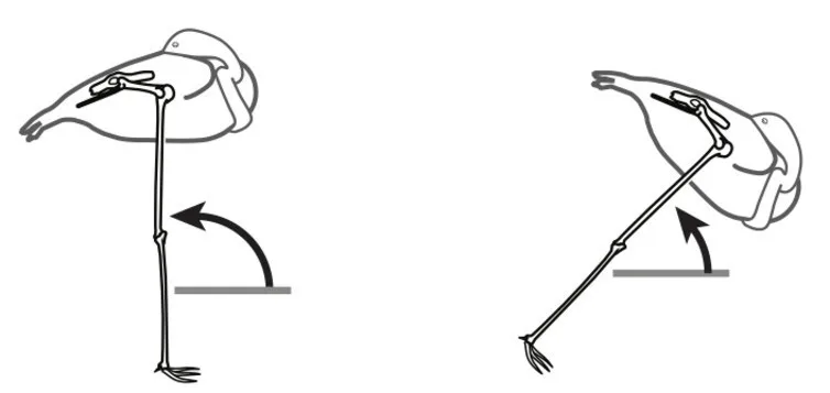 How Do Flamingos Balance On One Leg how-do-flamingos-balance-on-one-leg