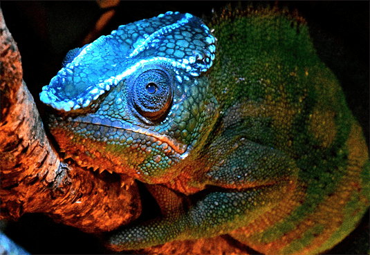 Chameleon Bones Glow Through Their Skin Like Radioactive Death Sticks