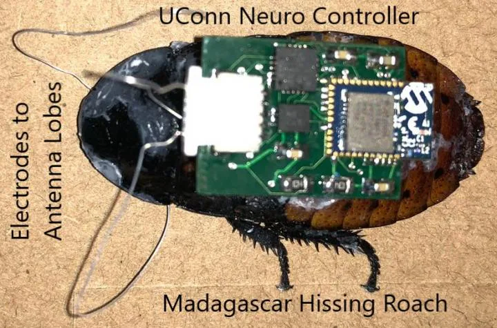 Bats, Cockroaches, and Other Critters Are Teaching Robots How to Save Lives