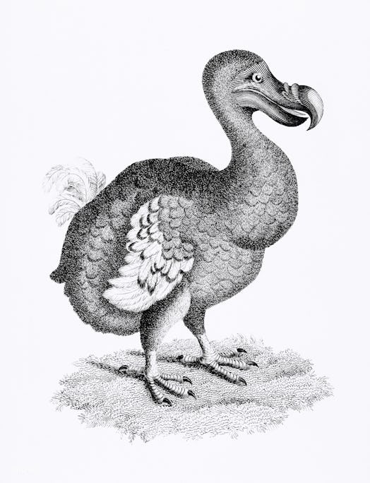 Illustration of Dodo from Zoological lectures delivered at the Royal institution in the years 1806-7...