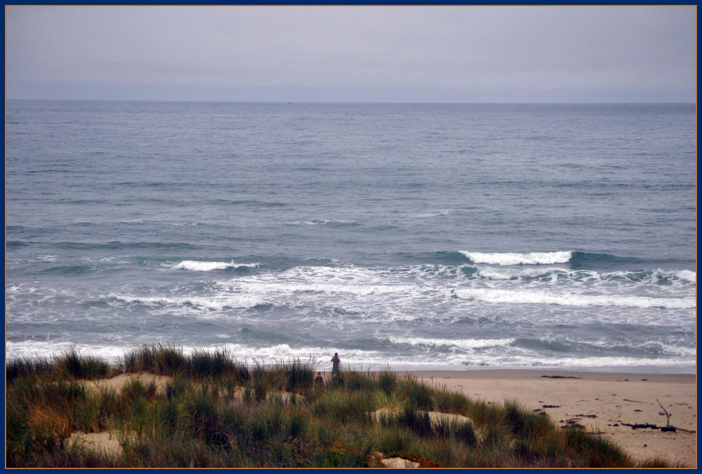 Surf Beach California Is An Epicenter Of Mysterious Shark S Surf Beach California Is An Epicenter