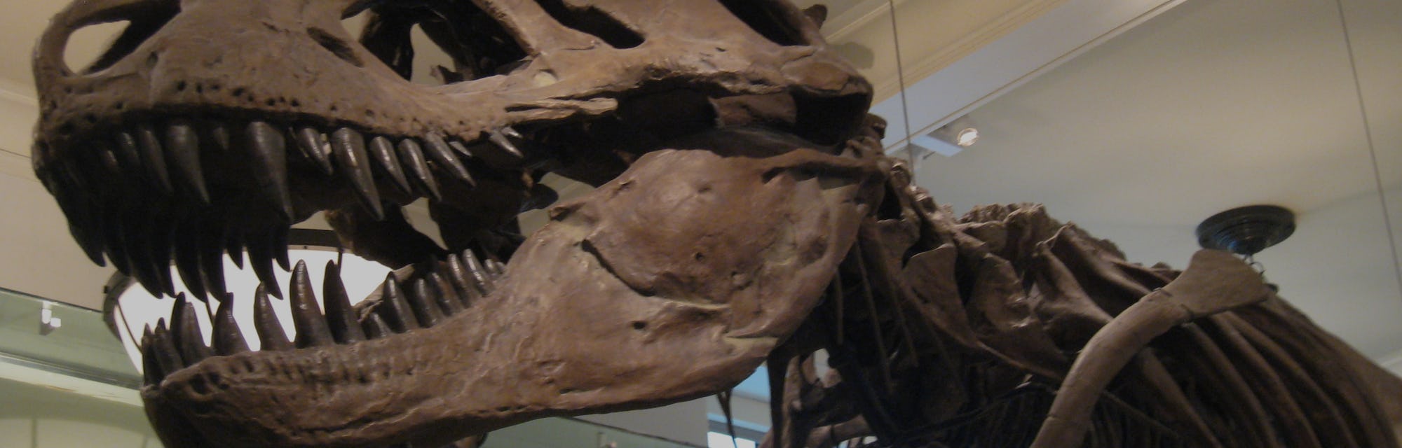 The Tyrannosaurus Rex Had Lips And It Probably Didn T Roar The Tyrannosaurus Rex Had Lips And It Probably Didn T Roar