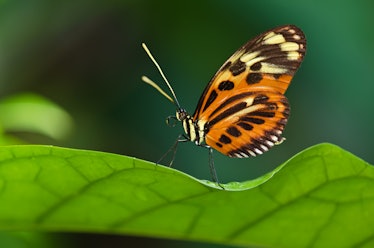 Heliconius ismenius, tiger longwing butterfly, perched on a leaf
