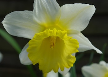 18-162  Daffodil