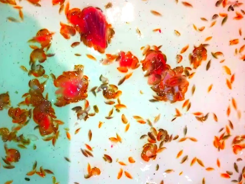 A microscopic view of flesh-eating sea fleas