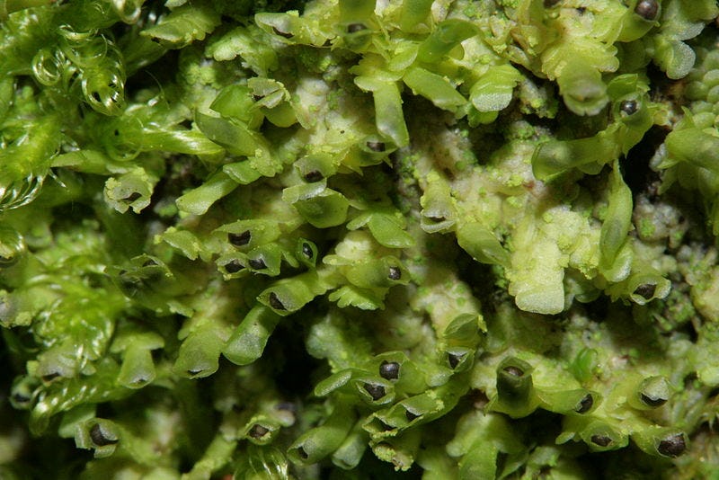 Liverwort Tasmania Plant Produces Compounds Similar to Marijuana's THC