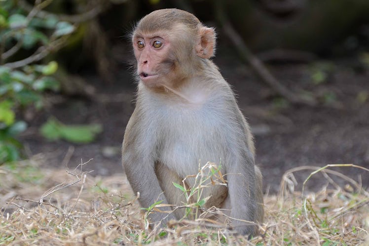 macaque human aging genes
