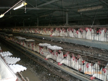 Industrial battery chicken farm.