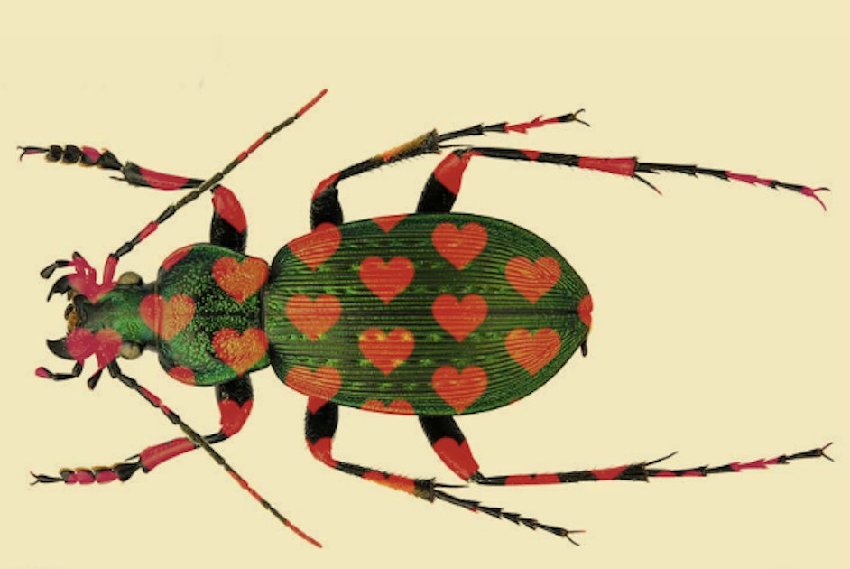 Sexual Conflict Male Beetles With Long Genitals Spur Population Demise 