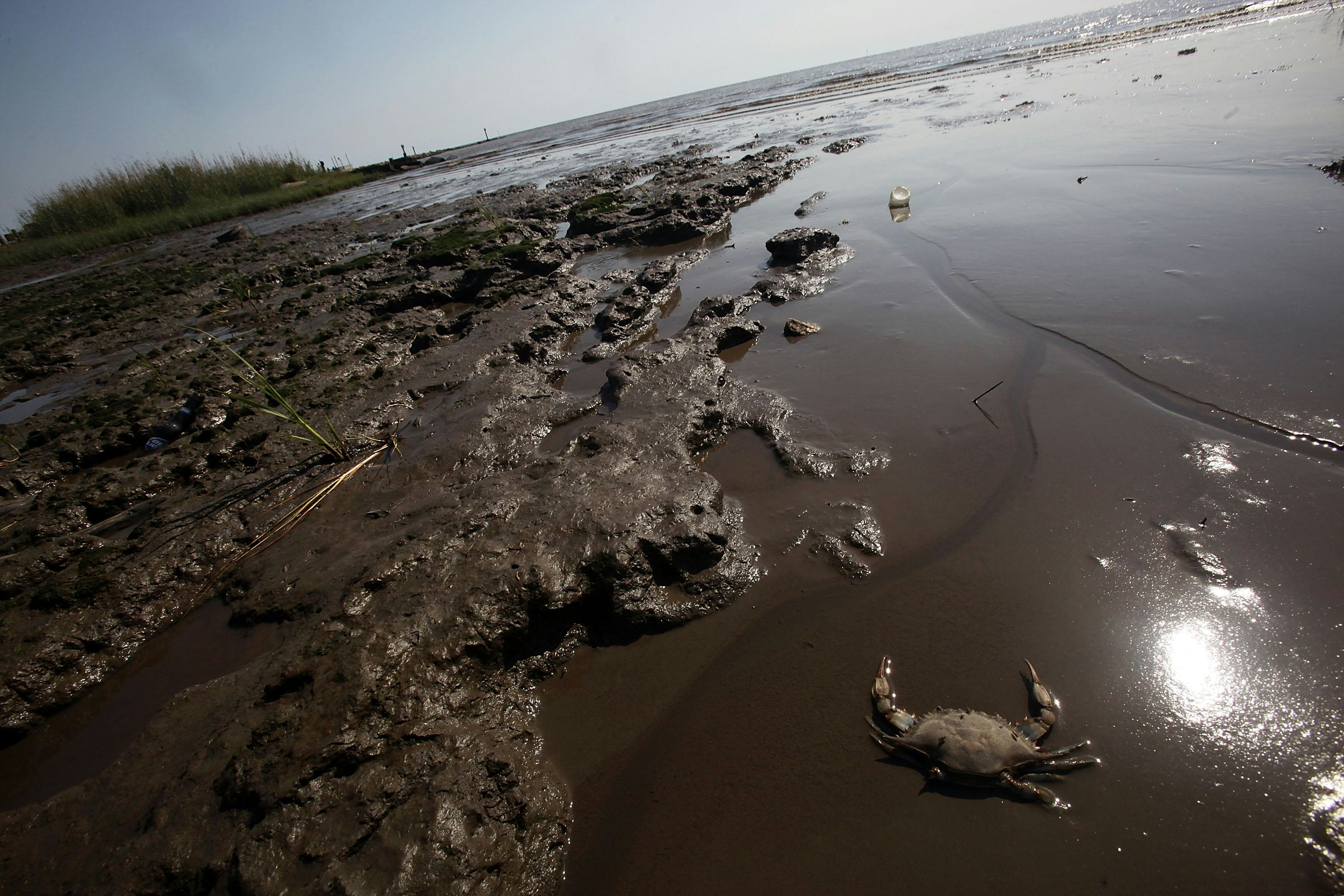 Bryde's Whales Near Extinction In The Gulf Of Mexico As Experts Seek ...