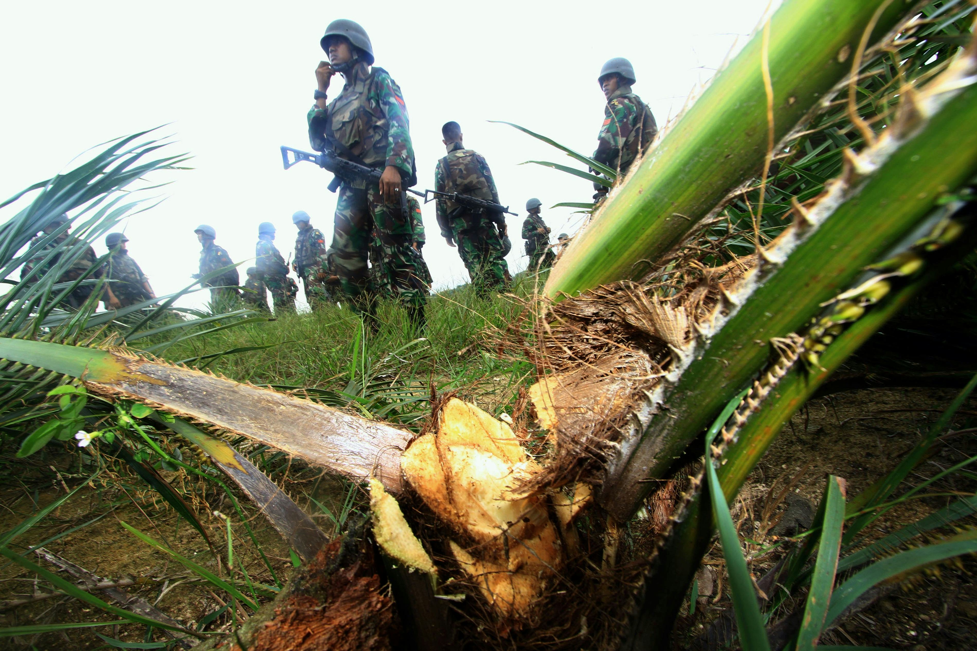 Is Nutella Bad for The Environment? Palm Oil Is, But Swearing Off The