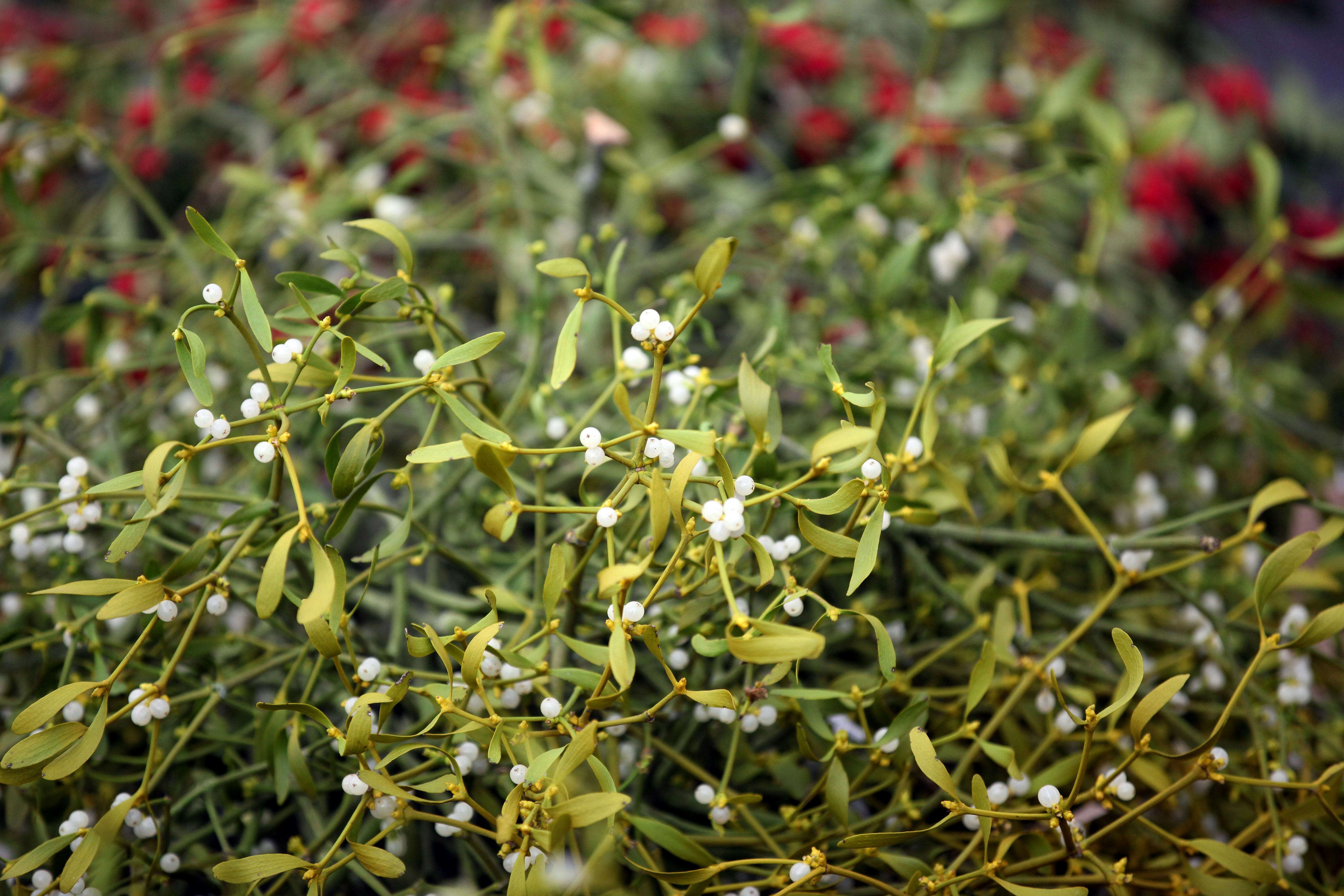 8 Mistletoe Facts That Are So Weird, They Might Make You Rethink This ...