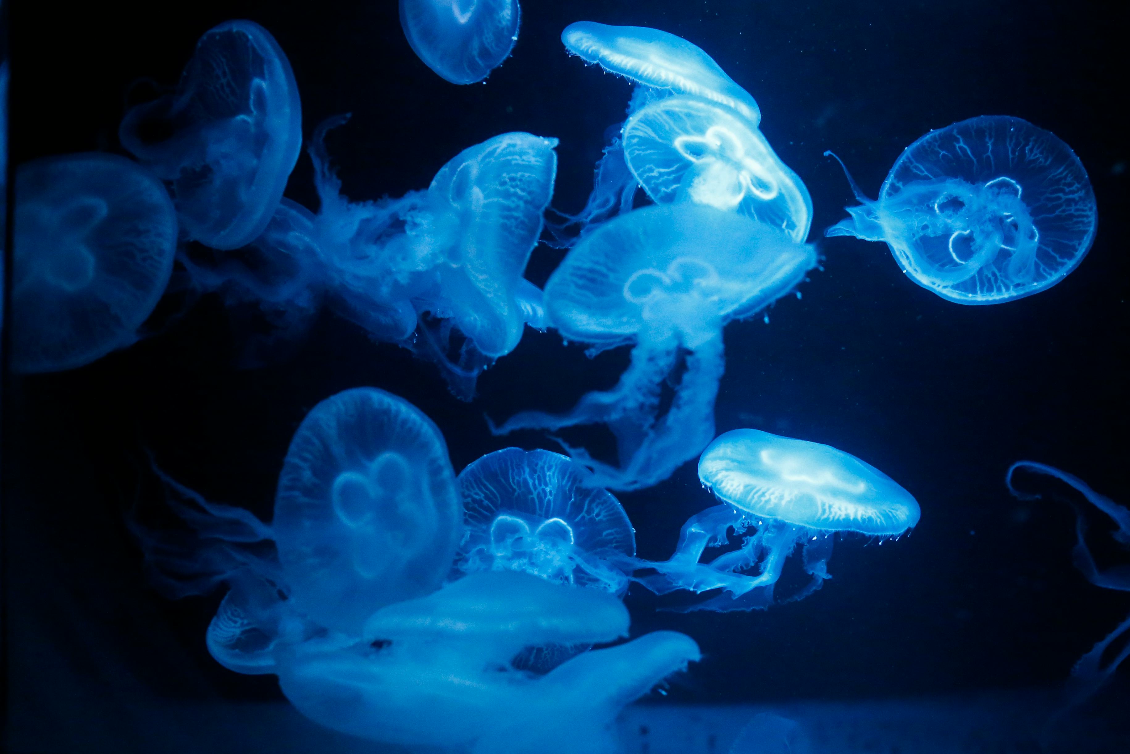 8 Times Jellyfish Were The Absolute Scariest Creatures On Earth