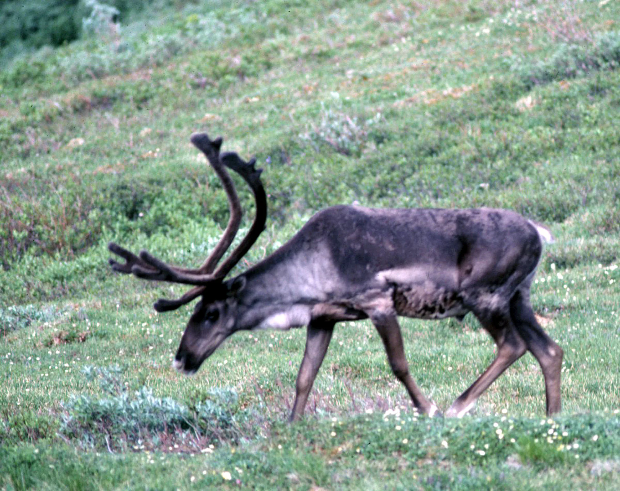 16 Weirdest Things Ever Found Inside A Shark s Stomach
