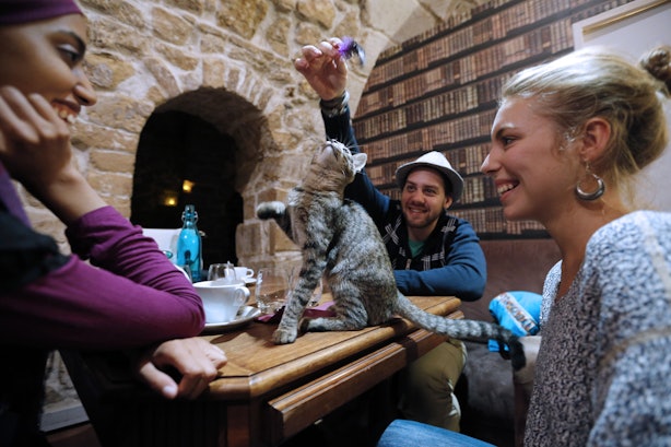 Shark Tank s The Gato Cafe Wants To Make You That Shark Tank s The Gato Cafe Wants To Make You That