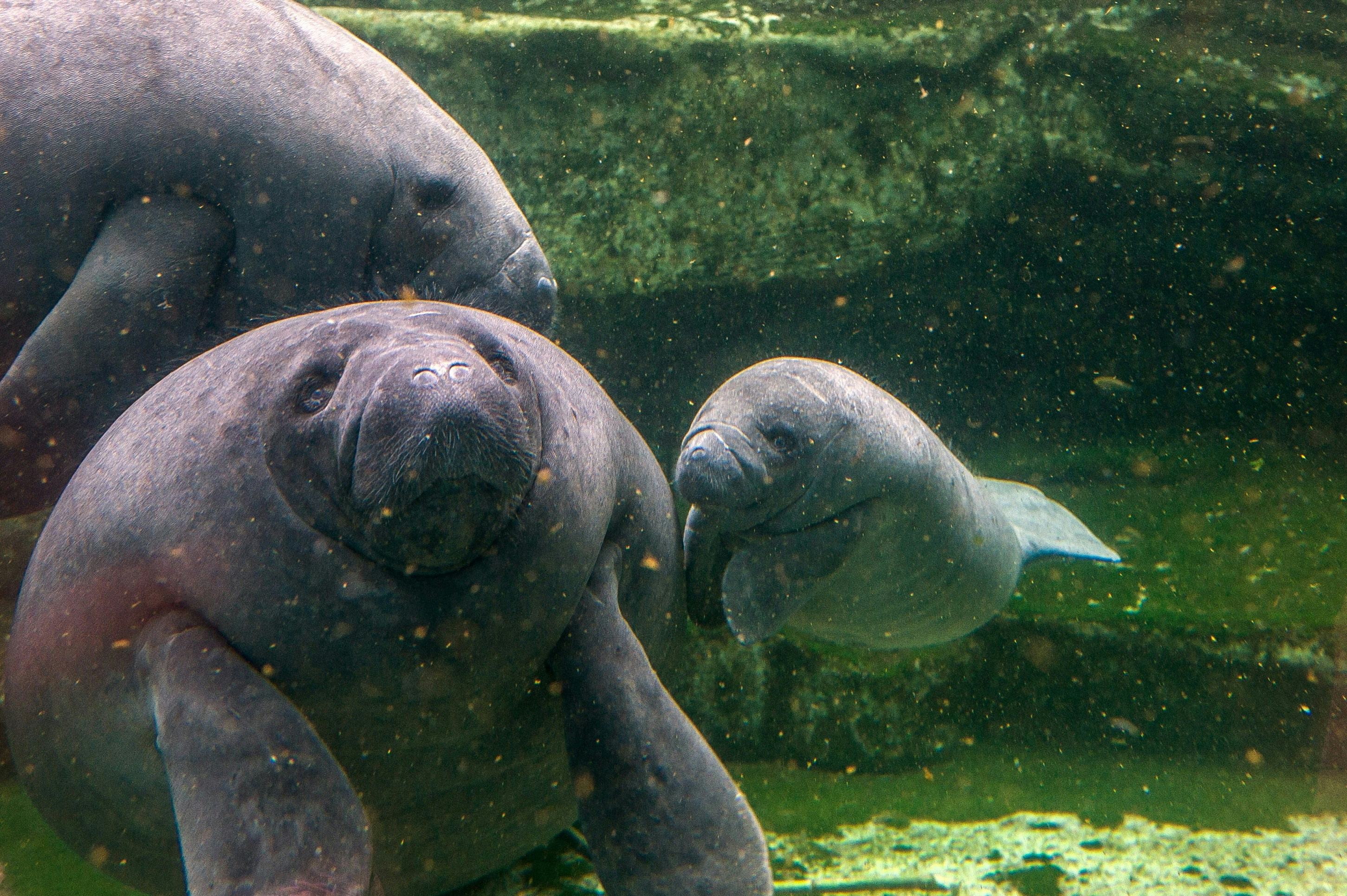 Manatees May Be Threatened Instead Of Endangered As Officials Propose