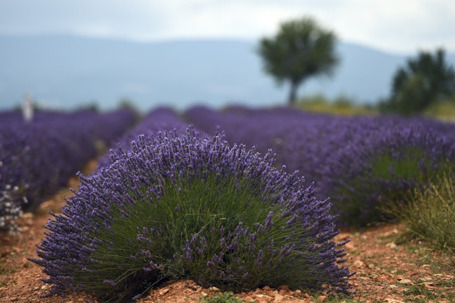 Creepy Children's Songs - Ring Around the Rosie | Doovi 9 Children's Songs & Nursery Rhymes That Are Way Creepier ...