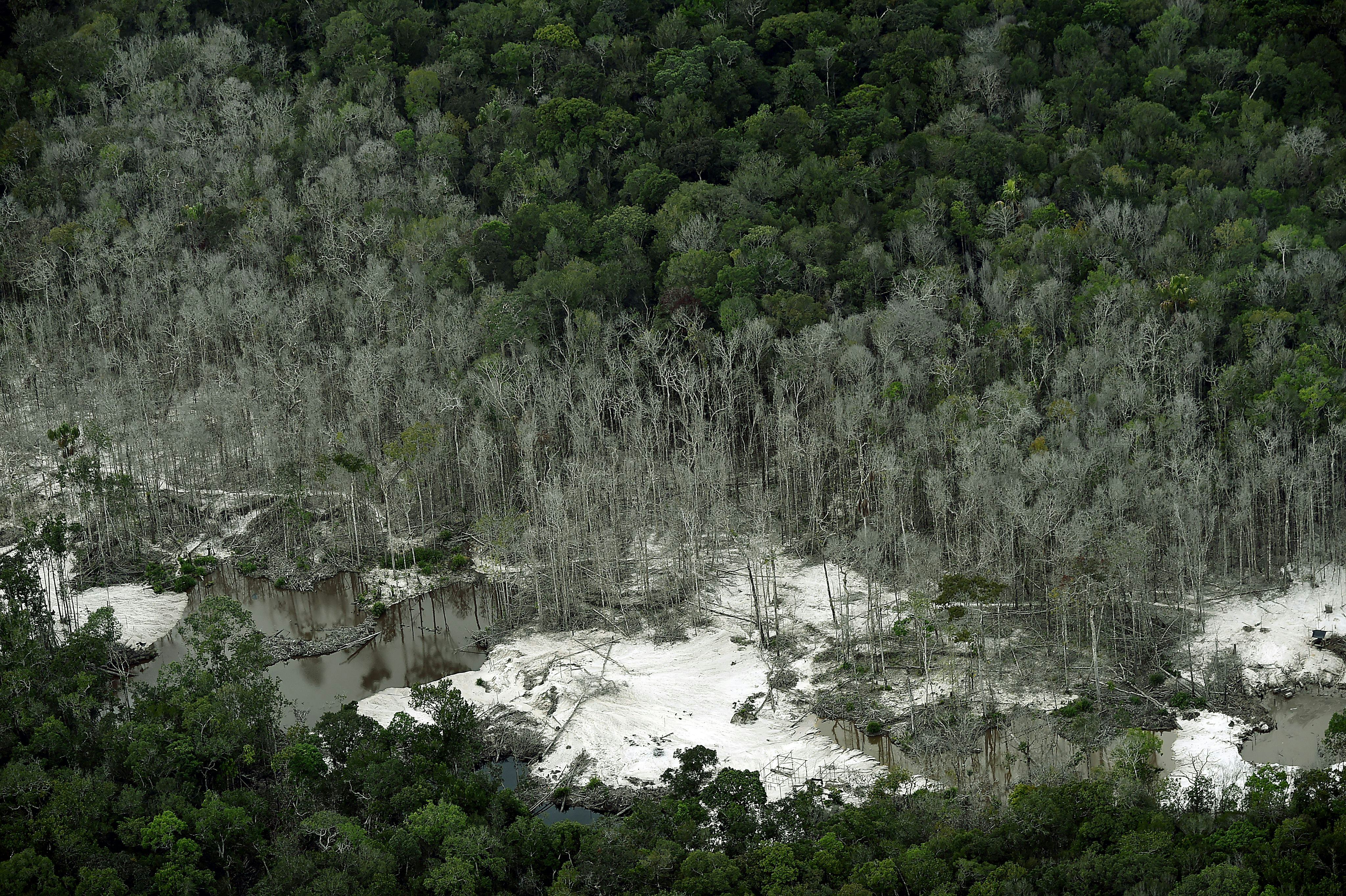 How To Help Plant Trees & Combat Climate Change By Making The World A