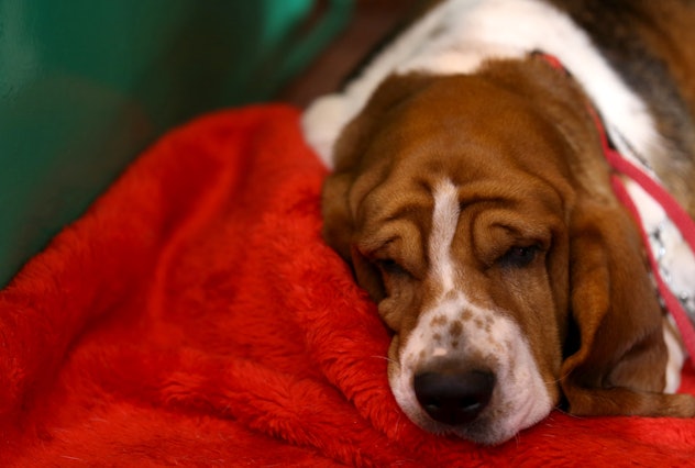 5 Lazy Dog Breeds Who Will Join You for an Afternoon Nap