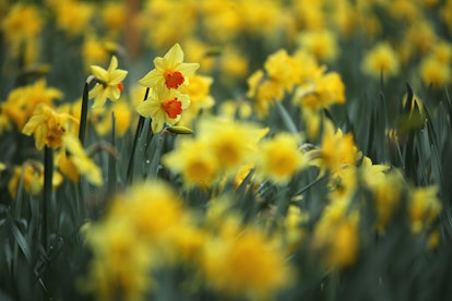 9 Poems About Flowers To Welcome In Spring, Because You Don't Have To ...