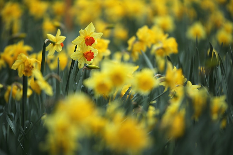 9 Poems About Flowers To Welcome In Spring, Because You Don't Have To ...