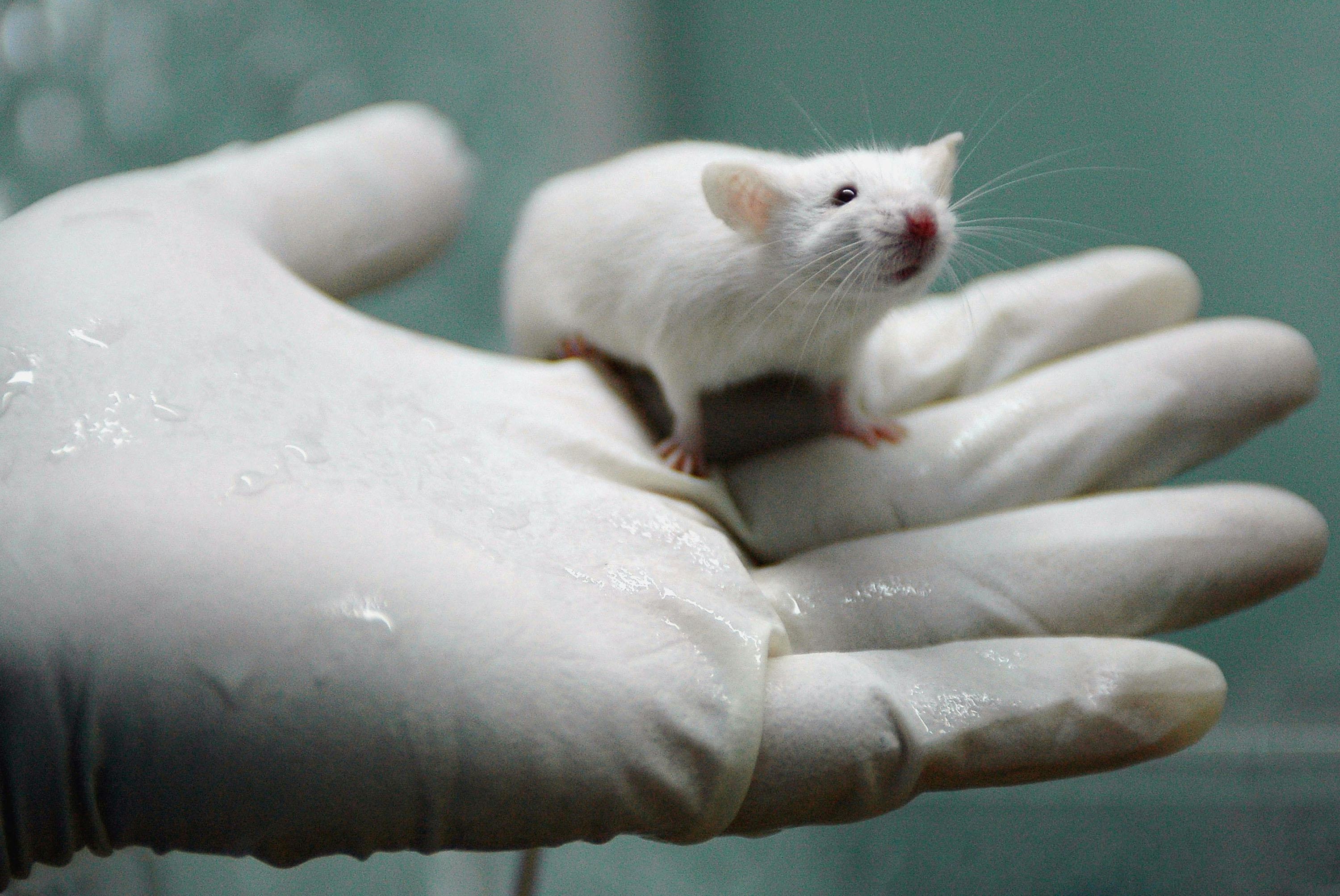 These Rats, Who Are Loving Getting Tickled For Science, Are The Mood