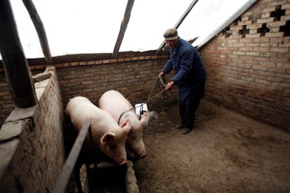11 Things You Didn't Notice About 'Animal Farm' Because You Read It in 7th Grade 11 Things You Didn't Notice About 'Animal Farm' Because You Read It in 7th Grade