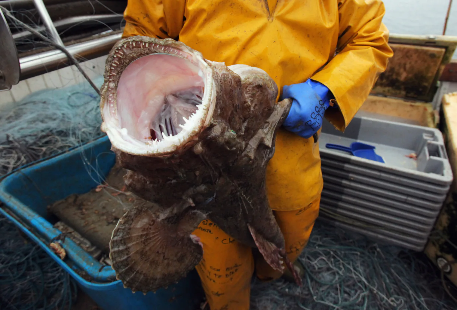 15 Terrifying Things In The Ocean, Because 'Jaws' Has Nothing On These ...