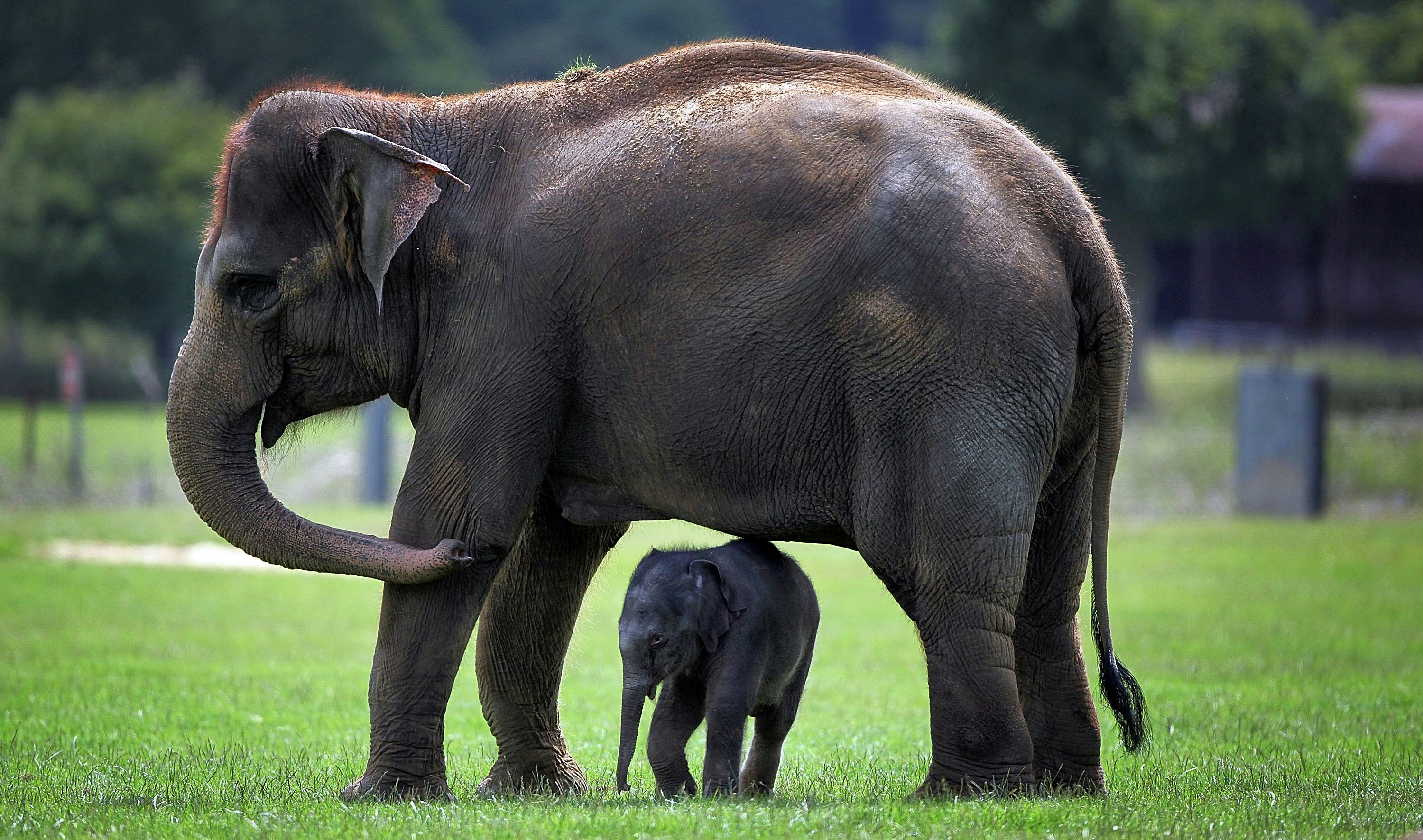 Do Elephants Cry? 21 Things You Should Never For World Elephant Day