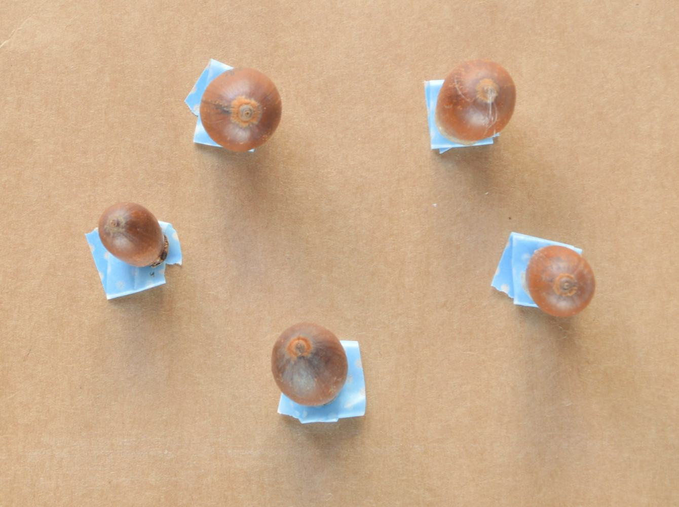 DIY Acorn Emoji Thanksgiving Place Cards Make Setting The Table