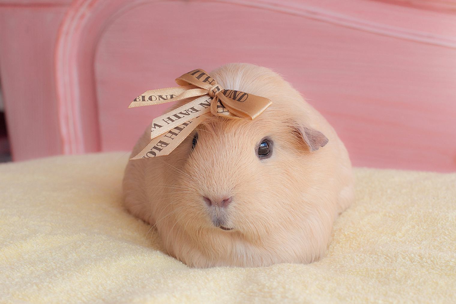 Meet Booboo, The Cutest Guinea Pig On the Internet (and His Adorable
