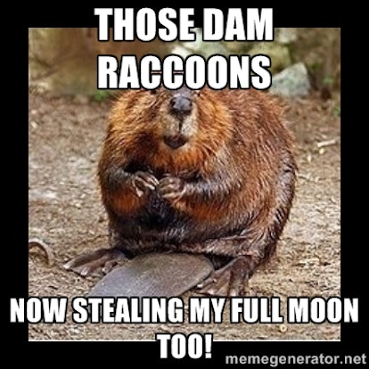 These Hilarious Beaver Moon Memes Are The Only Logical Way To Celebrate An Astrological Event With A Name This Good