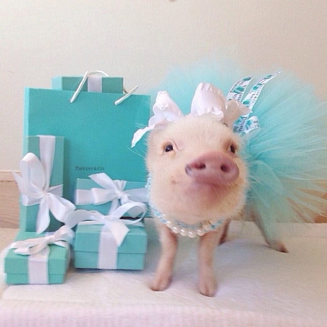 Priscilla the Mini Pig is the Most Stylish Pet on Instagram — 5 of Her
