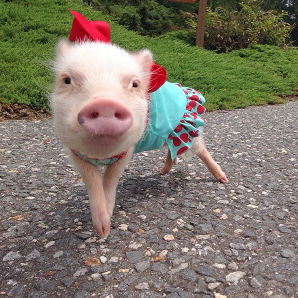 Priscilla the Mini Pig is the Most Stylish Pet on Instagram — 5 of Her ...