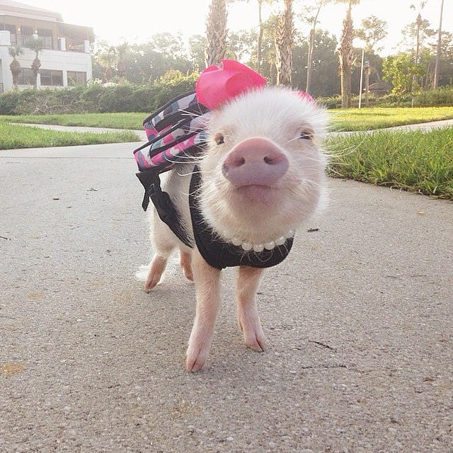 Priscilla the Mini Pig is the Most Stylish Pet on Instagram — 5 of Her