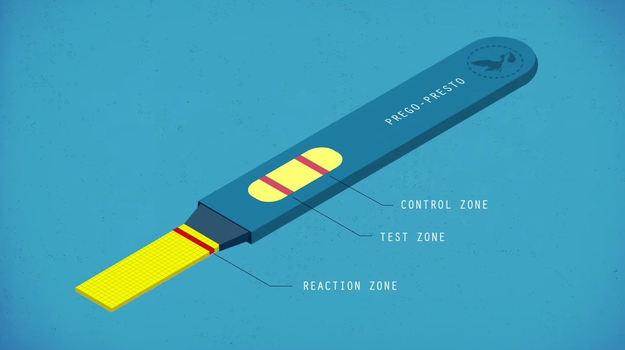 How Do Pregnancy Tests Work? This Video from Tien Nguyen and TEDEd Explains
