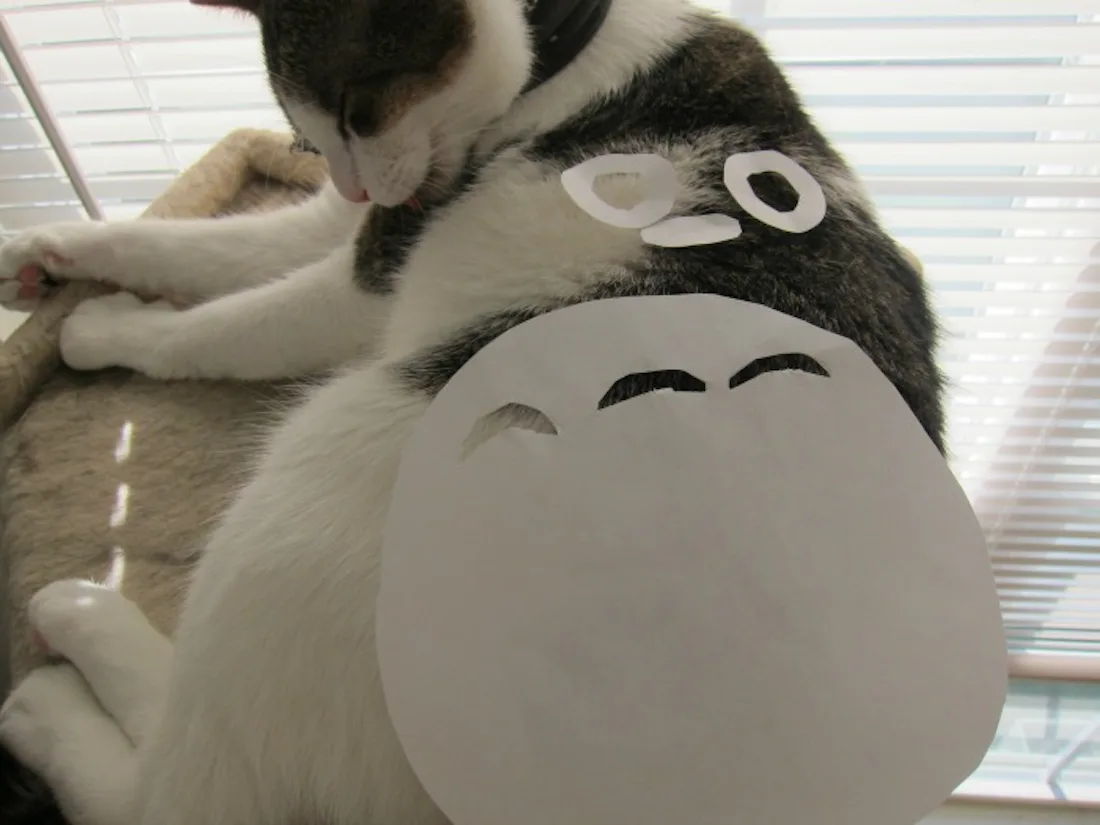 Cat Owners In Japan Are Turning Their Pets Into Totoro – YGUSH