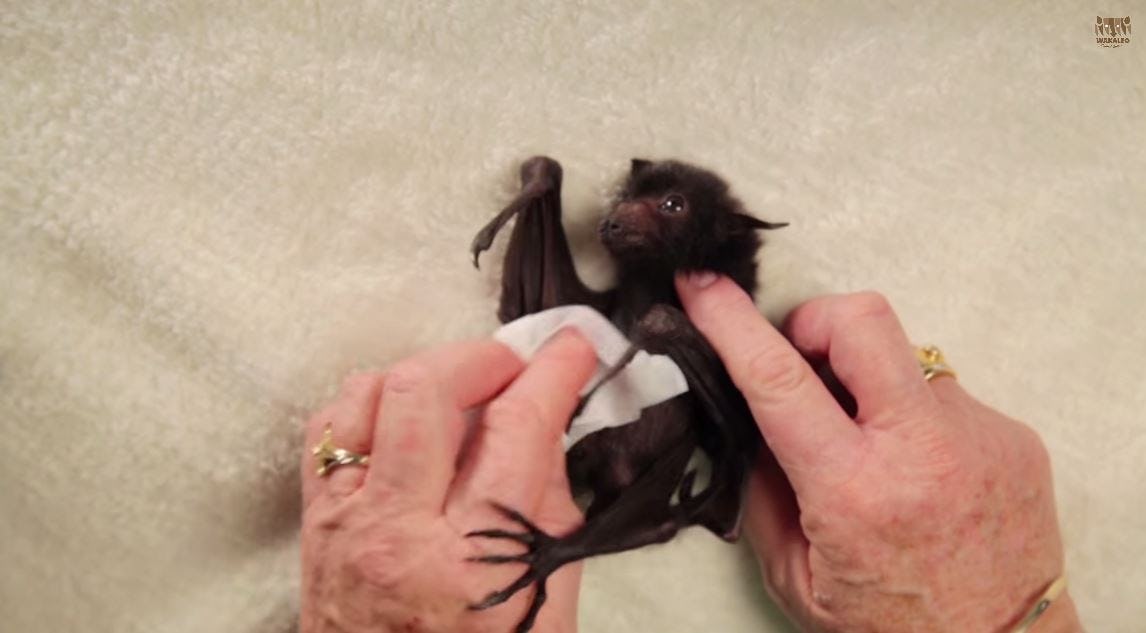Baby Bats Being Swaddled in Blanket Burritos Is the Cutest Thing You’ll