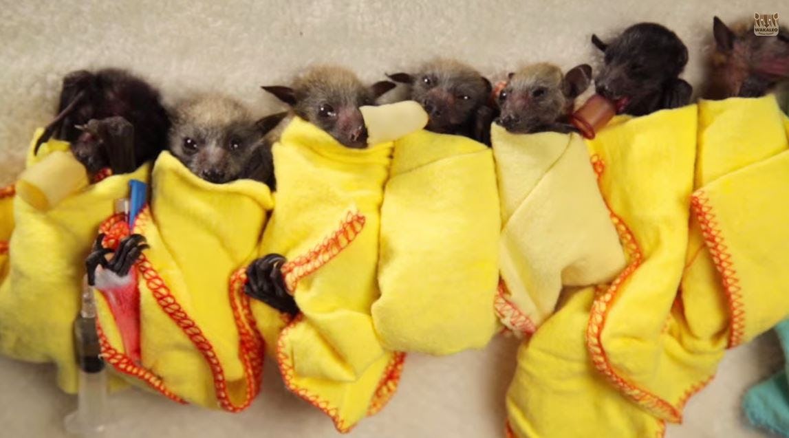 Baby Bats Being Swaddled in Blanket Burritos Is the Cutest Thing You’ll