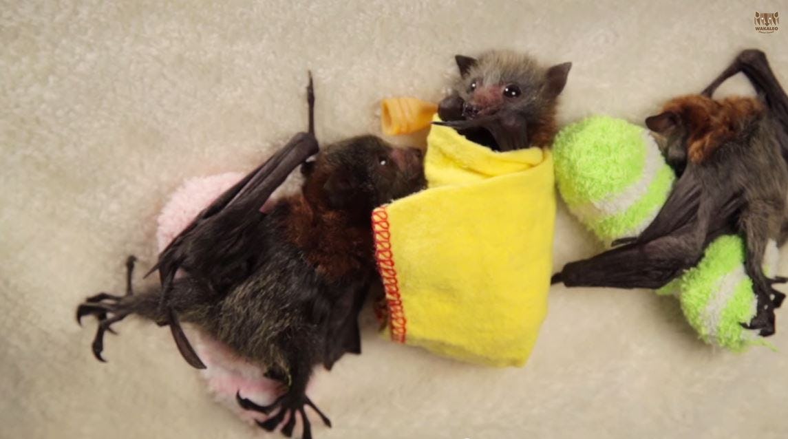 Baby Bats Being Swaddled in Blanket Burritos Is the Cutest Thing You’ll