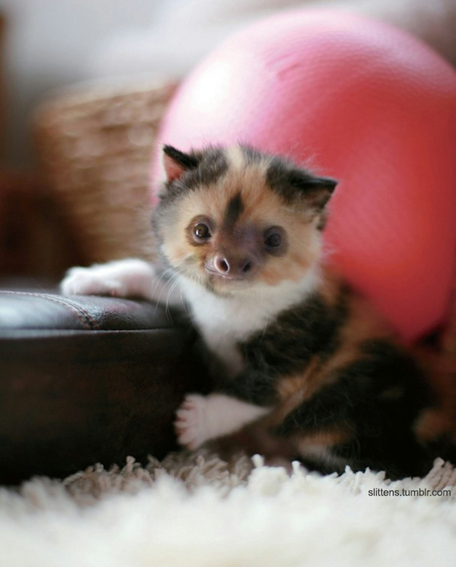 Кошки маленькие милые