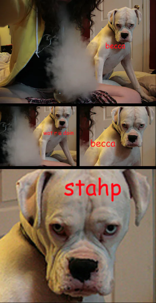 Stahpp Where Does “Stahp” Come From? Here's The Story Behind The Internet's ...