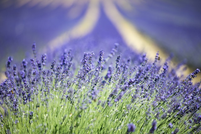 scents mosquitoes bugs repel pests lavender dodge want summer