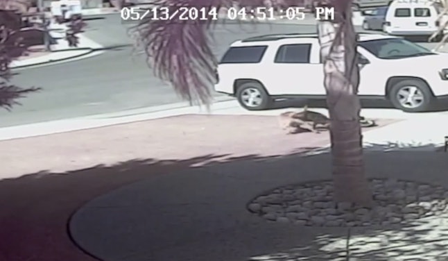 Cat Saves Child From Dog Attack Restoring The Reputation