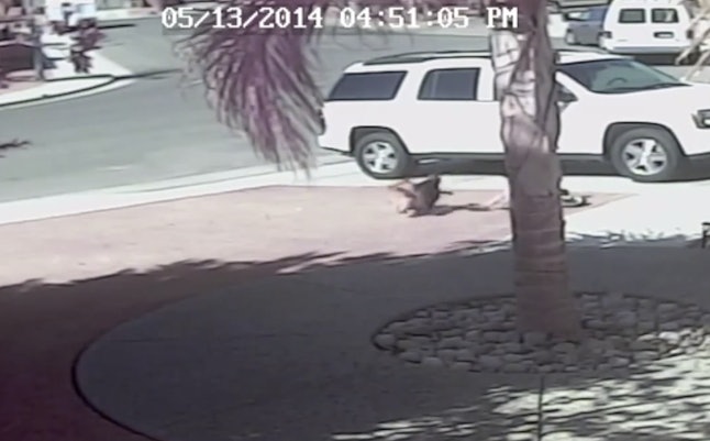 Cat Saves Child From Dog Attack Restoring The Reputation