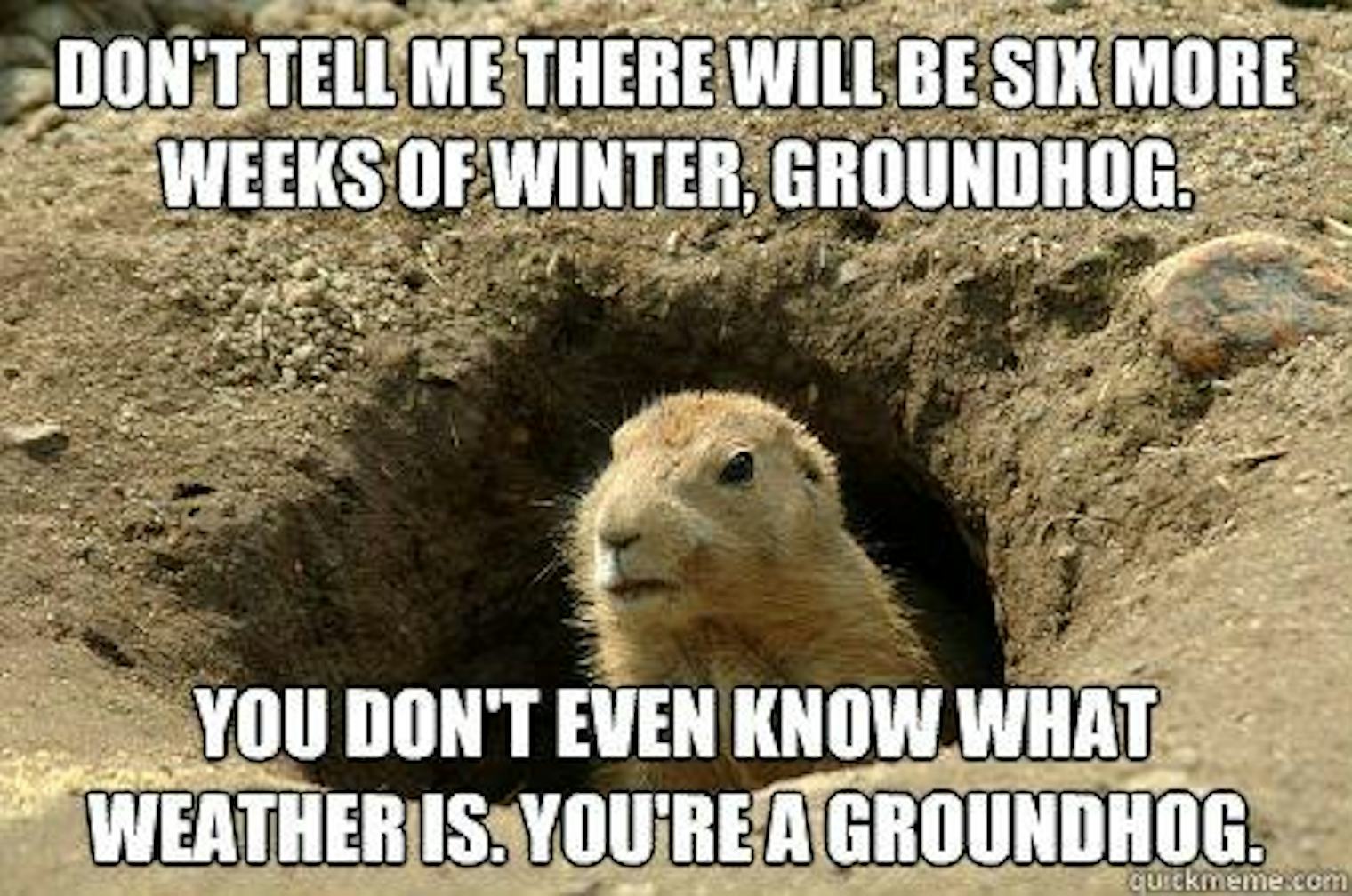Punxsutawney Phil Groundhog Day 2025 Meme