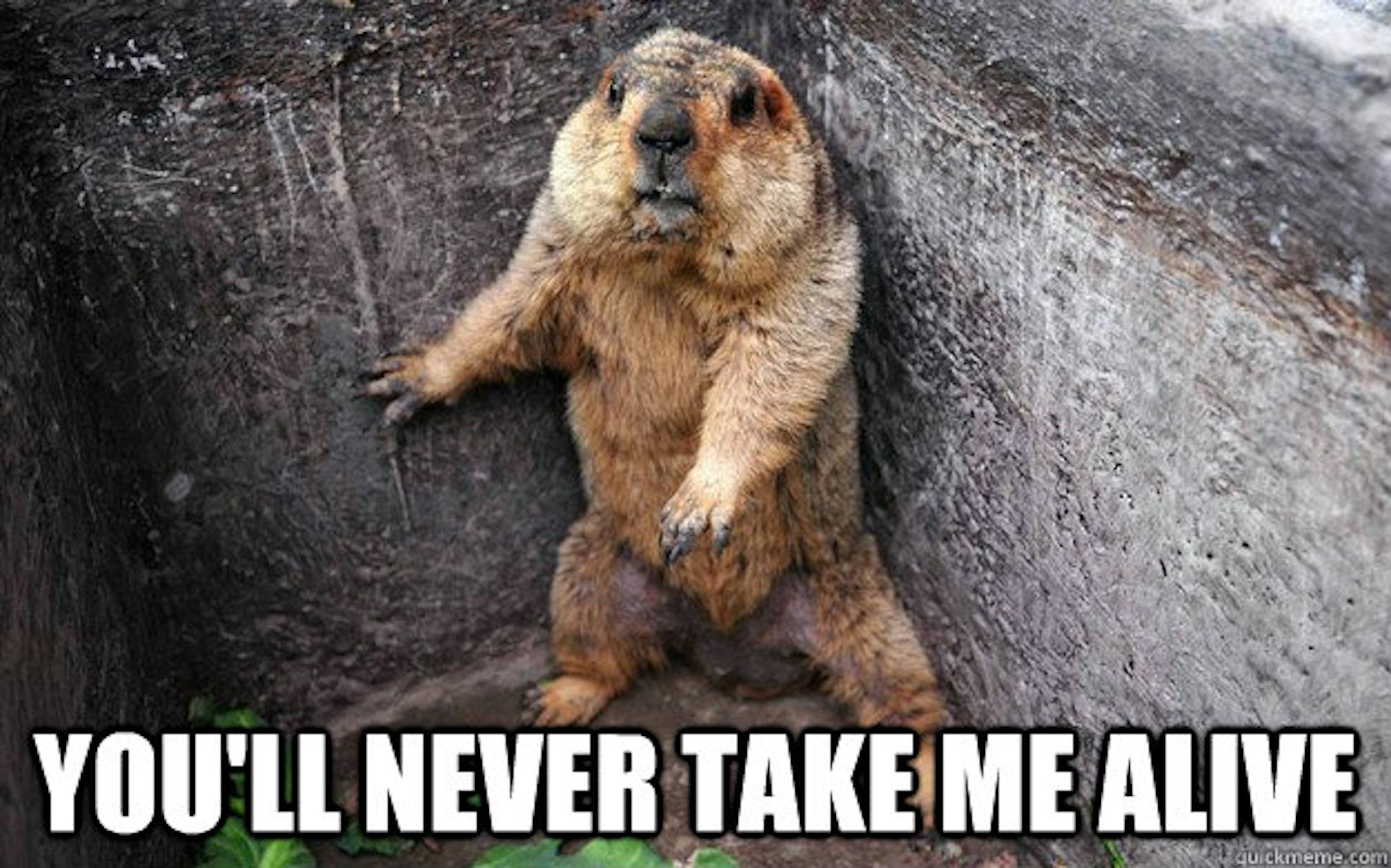 These Groundhog Punxsutawney Phil Memes Will Get You Through The Cold ...