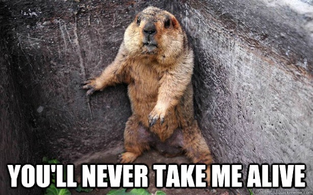 groundhog day you never thank me these groundhog punxsutawney phil memes will get you groundhog day you never thank me these groundhog punxsutawney phil memes will get you