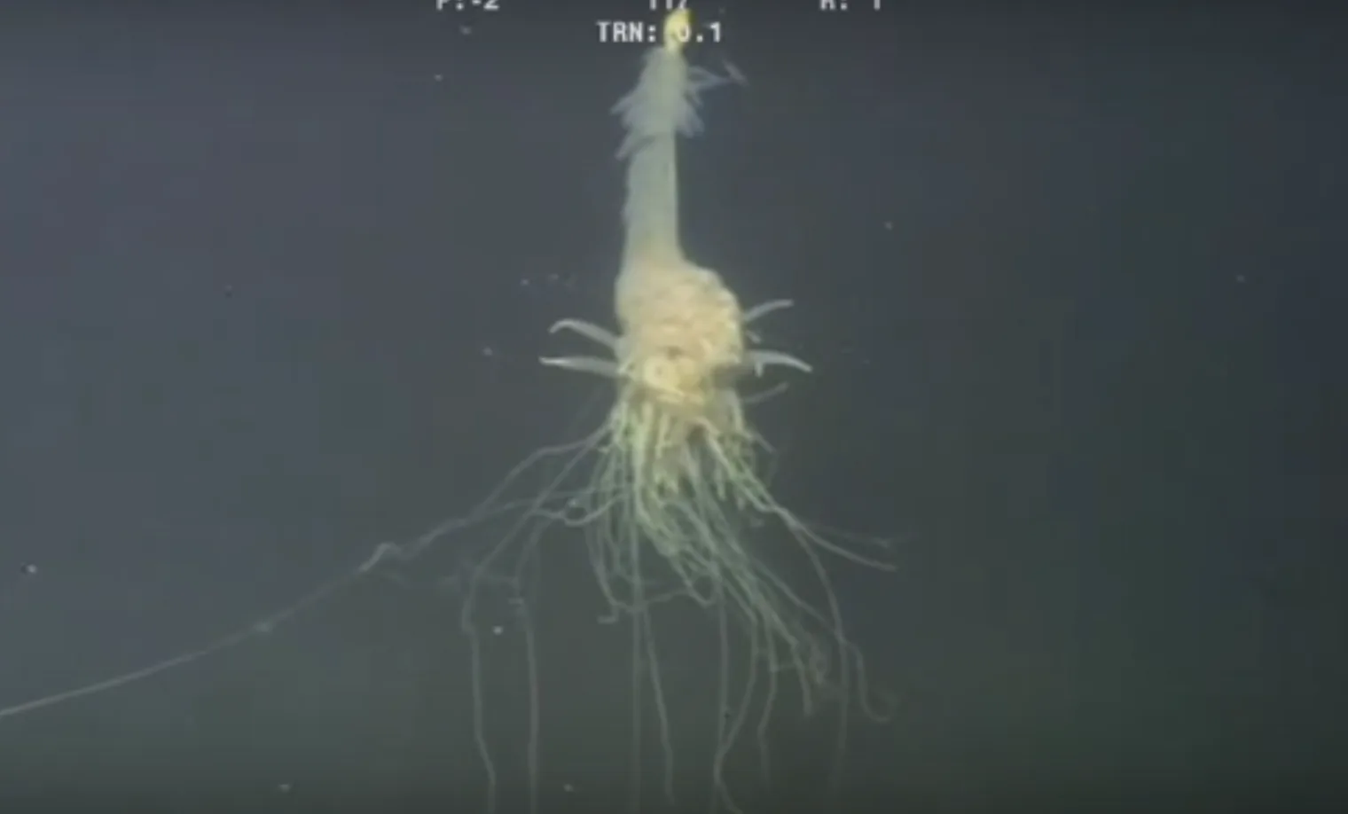 This Flying Spaghetti Monster Marine Creature Is The Weirdest Thing this-flying-spaghetti-monster-marine-creature-is-the-weirdest-thing
